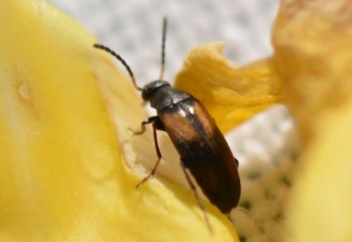 Anaspis sp.